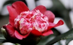 Lipstick Red Camellia Japonica - 3 Gallon Pot 7 Lipstick Red Camellia Japonica - 3 Gallon Pot -Garden Plant Shop Camellia Lipstick 5