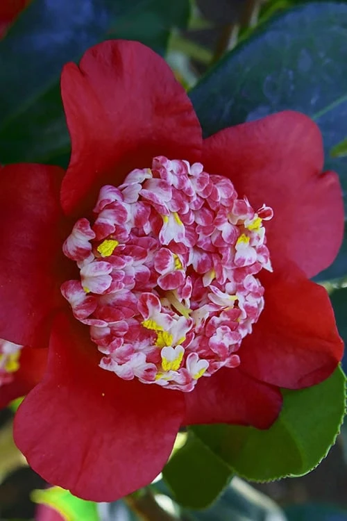 Lipstick Red Camellia Japonica - 3 Gallon Pot Lipstick Red Camellia Japonica - 3 Gallon Pot -Garden Plant Shop Camellia Lipstick 6