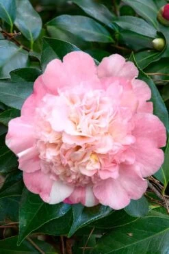 Look Again Camellia Japonica - 3 Gallon Pot -Garden Plant Shop Camellia Look Again 1