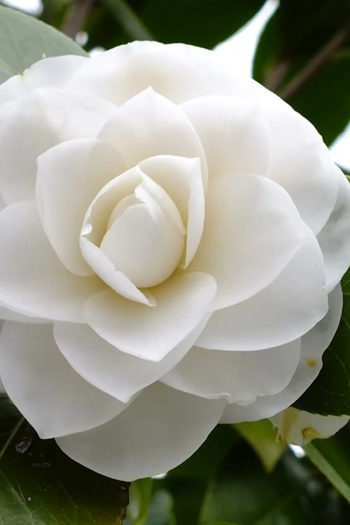 Morning Glow Camellia Japonica - 3 Gallon Pot Morning Glow Camellia Japonica - 3 Gallon Pot -Garden Plant Shop Camellia Morning Glow 500x750 1