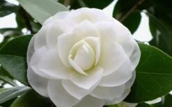 Morning Glow Camellia Japonica - 3 Gallon Pot 3 Morning Glow Camellia Japonica - 3 Gallon Pot -Garden Plant Shop Camellia Morning Glow 800x500 1