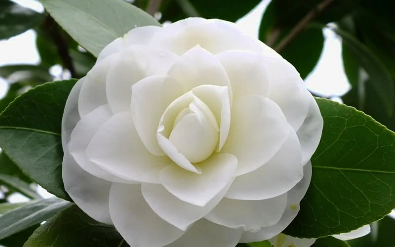 Morning Glow Camellia Japonica - 3 Gallon Pot Morning Glow Camellia Japonica - 3 Gallon Pot -Garden Plant Shop Camellia Morning Glow 800x500 1