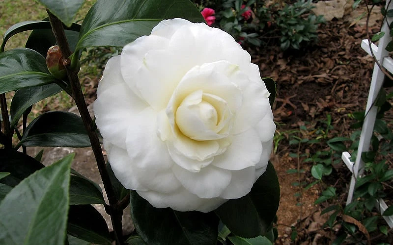 Morning Glow Camellia Japonica - 3 Gallon Pot Morning Glow Camellia Japonica - 3 Gallon Pot -Garden Plant Shop Camellia Morning Glow 9