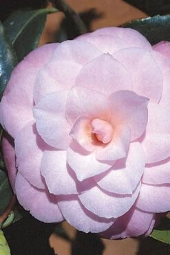 October Affair Camellia Japonica - 1 Gallon Pot -Garden Plant Shop Camellia October Affair 8