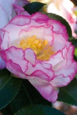 October Magic Inspiration Camellia - 3 Gallon Pot 3 October Magic Inspiration Camellia - 3 Gallon Pot -Garden Plant Shop Camellia October Inspiration