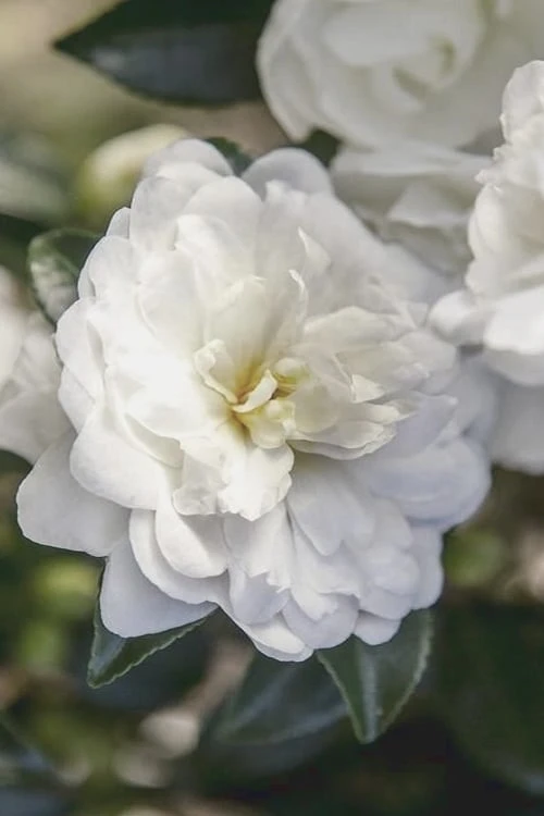 October Magic Bride Camellia - 2 Gallon Pot October Magic Bride Camellia - 2 Gallon Pot -Garden Plant Shop Camellia October Magic Bride