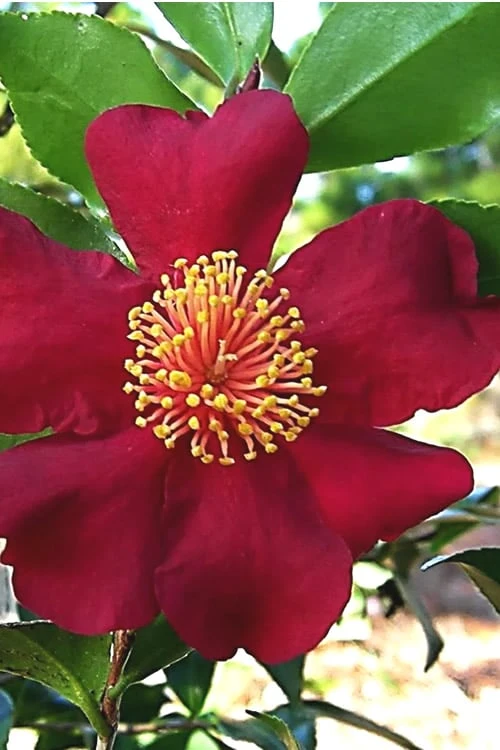 October Magic Crimson 'N Clover Camellia - 3 Gallon Pot October Magic Crimson 'N Clover Camellia - 3 Gallon Pot -Garden Plant Shop Camellia October Magic Crimson Clover 10