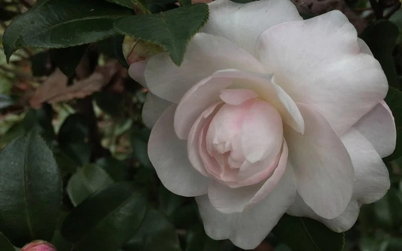 October Magic Dawn Camellia - 3 Gallon Pot October Magic Dawn Camellia - 3 Gallon Pot -Garden Plant Shop Camellia October Magic Dawn 1