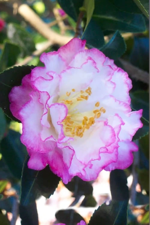 October Magic Inspiration Camellia - 3 Gallon Pot October Magic Inspiration Camellia - 3 Gallon Pot -Garden Plant Shop Camellia October Magic Inspiration 10