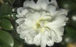 October Magic Ivory Camellia - 2 Gallon Pot 3 October Magic Ivory Camellia - 2 Gallon Pot -Garden Plant Shop Camellia October Magic Ivory