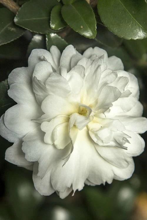 October Magic Ivory Camellia - 2 Gallon Pot October Magic Ivory Camellia - 2 Gallon Pot -Garden Plant Shop Camellia October Magic Ivory 500x750 1