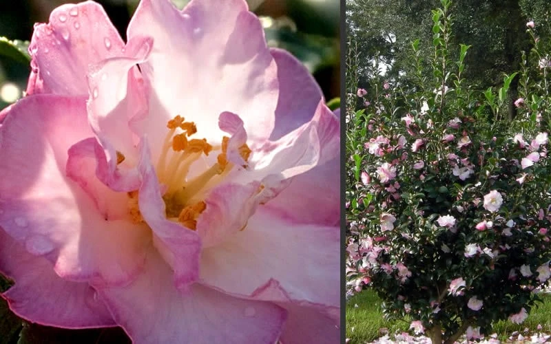 October Magic Orchid Camellia - 1 Gallon Pot October Magic Orchid Camellia - 1 Gallon Pot -Garden Plant Shop Camellia October Magic Orchid Flowers 2 1