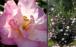 October Magic Orchid Camellia - 7 Gallon Pot 3 October Magic Orchid Camellia - 7 Gallon Pot -Garden Plant Shop Camellia October Magic Orchid Flowers 2 3