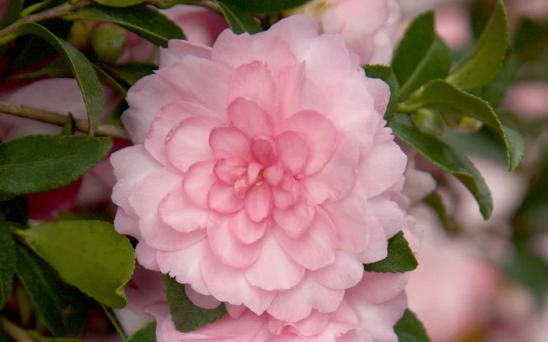 October Magic Pink Perplexion Camellia - 1 Gallon Pot October Magic Pink Perplexion Camellia - 1 Gallon Pot -Garden Plant Shop Camellia October Magic Pink