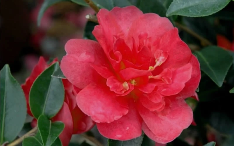October Magic Rose Camellia - 3 Gallon Pot October Magic Rose Camellia - 3 Gallon Pot -Garden Plant Shop Camellia October Magic Rose Closeup Flower 2 1