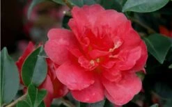October Magic Rose Camellia - 2 Gallon Pot -Garden Plant Shop Camellia October Magic Rose Closeup Flower 2 2