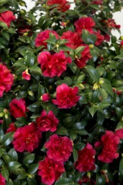 October Magic Ruby Camellia - 3 Gallon Pot 4 October Magic Ruby Camellia - 3 Gallon Pot -Garden Plant Shop Camellia October Magic Ruby 27 2