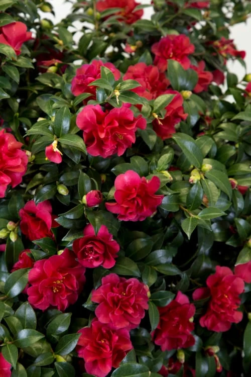 October Magic Ruby Camellia - 3 Gallon Pot October Magic Ruby Camellia - 3 Gallon Pot -Garden Plant Shop Camellia October Magic Ruby 27 2