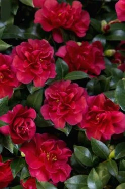 October Magic Ruby Camellia - 3 Gallon Pot 5 October Magic Ruby Camellia - 3 Gallon Pot -Garden Plant Shop Camellia October Magic Ruby 28 2