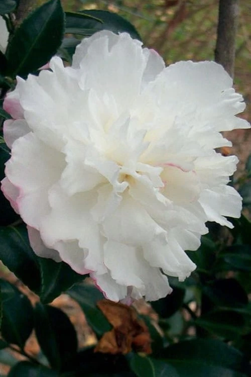 October Magic Snow Camellia - 3 Gallon Pot October Magic Snow Camellia - 3 Gallon Pot -Garden Plant Shop Camellia October Magic Snow 5 3