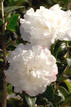 October Magic Snow Camellia - 1 Gallon Pot -Garden Plant Shop Camellia October Magic Snow 500x750 2