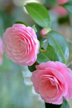 Otome Pink Camellia Japonica - 1 Gallon Pot -Garden Plant Shop Camellia Otome 1 1