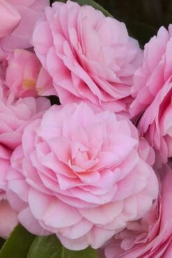 Pearl Maxwell Camellia Japonica - 1 Gallon Pot -Garden Plant Shop Camellia Pearl Maxwell 10