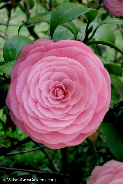 Pearl Maxwell Camellia Japonica - 3 Gallon Pot Pearl Maxwell Camellia Japonica - 3 Gallon Pot -Garden Plant Shop Camellia Pearl Maxwell 4 1