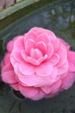 Pearl Maxwell Camellia Japonica - 3 Gallon Pot 4 Pearl Maxwell Camellia Japonica - 3 Gallon Pot -Garden Plant Shop Camellia Pearl Maxwell 5 1