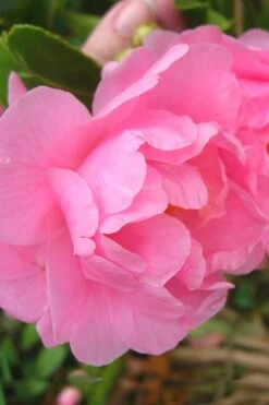 Autumn Pink Icicle Cold Hardy Camellia - 3 Gallon Pot -Garden Plant Shop Camellia Pink Icicle 6