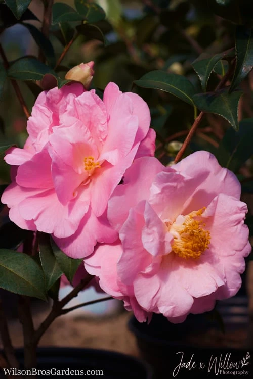 Autumn Pink Icicle Cold Hardy Camellia - 7 Gallon Pot Autumn Pink Icicle Cold Hardy Camellia - 7 Gallon Pot -Garden Plant Shop Camellia Pink Icicle JW 1 1