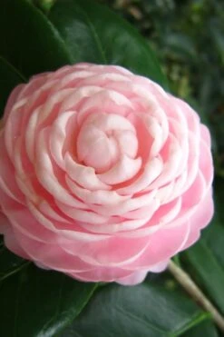 Pink Perfection Camellia Japonica - 3 Gallon Pot -Garden Plant Shop Camellia Pink Perfection 27