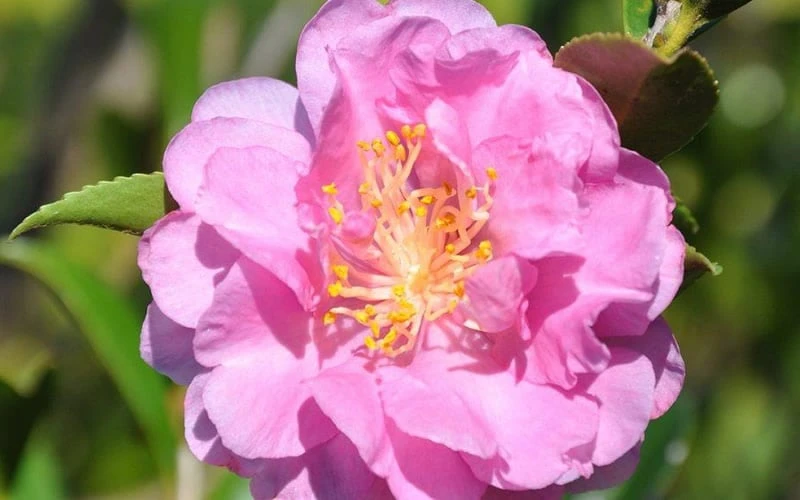 Pink Stella Camellia Sasanqua - 2 Gallon Pot Pink Stella Camellia Sasanqua - 2 Gallon Pot -Garden Plant Shop Camellia Pink Stella