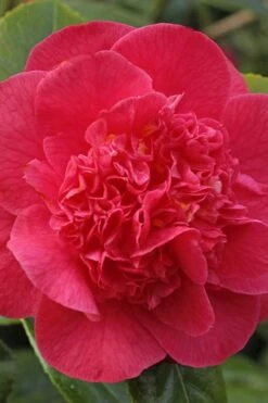 Red Fellow Camellia Japonica - 3 Gallon Pot -Garden Plant Shop Camellia Red Fellow 1 1