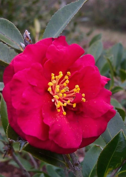 Reverend Ida Red ShiShi Gashira Dwarf Camellia Sasanqua - 1 Gallon Pot Reverend Ida Red ShiShi Gashira Dwarf Camellia Sasanqua - 1 Gallon Pot -Garden Plant Shop Camellia Reverend Ida 1 1