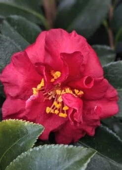 Reverend Ida Red ShiShi Gashira Dwarf Camellia Sasanqua - 3 Gallon Pot -Garden Plant Shop Camellia Reverend Ida 3