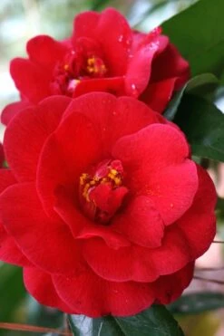 Rosehill Red Camellia - 3 Gallon Pot -Garden Plant Shop Camellia Rose Hill Red 2