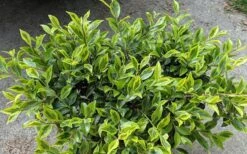 Royal Flush Shi Shi Variegated Camellia Sasanqua - 1 Gallon Pot -Garden Plant Shop Camellia Royal Flush Shi Shi 2