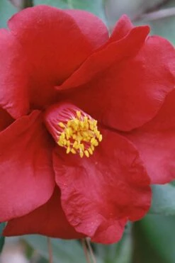 Royal Velvet Red Camellia Japonica - 7 Gallon Pot 4 Royal Velvet Red Camellia Japonica - 7 Gallon Pot -Garden Plant Shop Camellia Royal Velvet 2 1