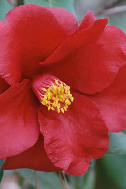 Royal Velvet Red Camellia Japonica - 7 Gallon Pot Royal Velvet Red Camellia Japonica - 7 Gallon Pot -Garden Plant Shop Camellia Royal Velvet 2 1