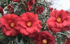 Royal Velvet Red Camellia Japonica - 7 Gallon Pot 3 Royal Velvet Red Camellia Japonica - 7 Gallon Pot -Garden Plant Shop Camellia Royal Velvet 3 1