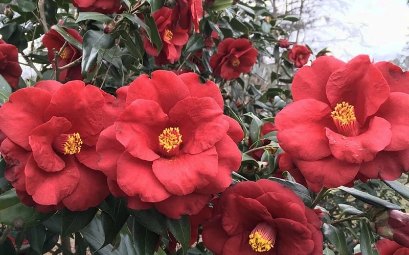 Royal Velvet Red Camellia Japonica - 7 Gallon Pot Royal Velvet Red Camellia Japonica - 7 Gallon Pot -Garden Plant Shop Camellia Royal Velvet 3 1