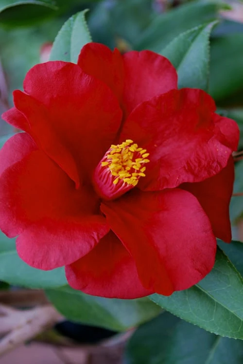 Royal Velvet Red Camellia Japonica - 7 Gallon Pot Royal Velvet Red Camellia Japonica - 7 Gallon Pot -Garden Plant Shop Camellia Royal Velvet 5 1