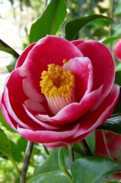 Sadaharu Oh Camellia - 3 Gallon Pot -Garden Plant Shop Camellia Sadaharu Oh 6 1