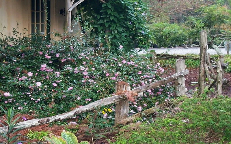 Sarrel Dwarf Camellia Sasanqua - 1 Gallon Pot Sarrel Dwarf Camellia Sasanqua - 1 Gallon Pot -Garden Plant Shop Camellia Sarrel 5