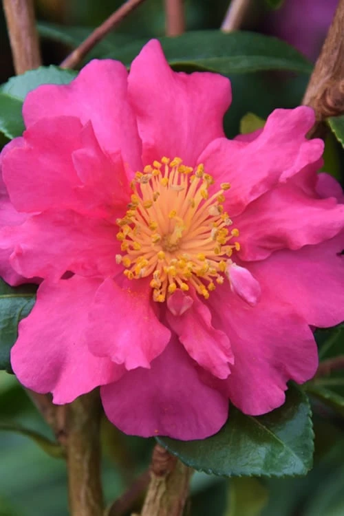Sekiyo Camellia Sasanqua - 3 Gallon Pot Sekiyo Camellia Sasanqua - 3 Gallon Pot -Garden Plant Shop Camellia Sekiyo 1