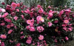 Shishi Gashira Dwarf Camellia Sasanqua - 1 Gallon Pot -Garden Plant Shop Camellia Shishi Gashira 2