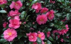 Shishi Gashira Dwarf Camellia Sasanqua - 7 Gallon Pot -Garden Plant Shop Camellia Shishi Gashira 24