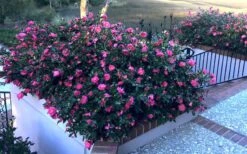 Shishi Gashira Dwarf Camellia Sasanqua - 7 Gallon Pot -Garden Plant Shop Camellia Shishi Gashira 33