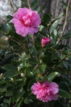 Showa No Sakae Dwarf Camellia Sasanqua - 1 Gallon Pot -Garden Plant Shop Camellia Showa No Sakae 12